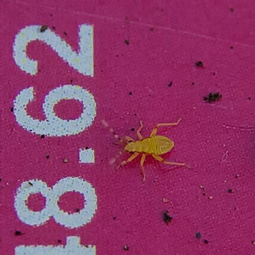 Campyloneura virgula